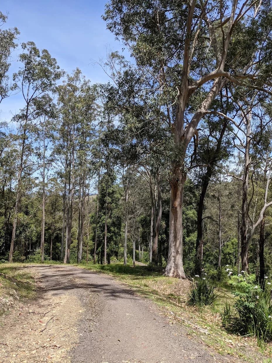 Tree-lined driveway through the property