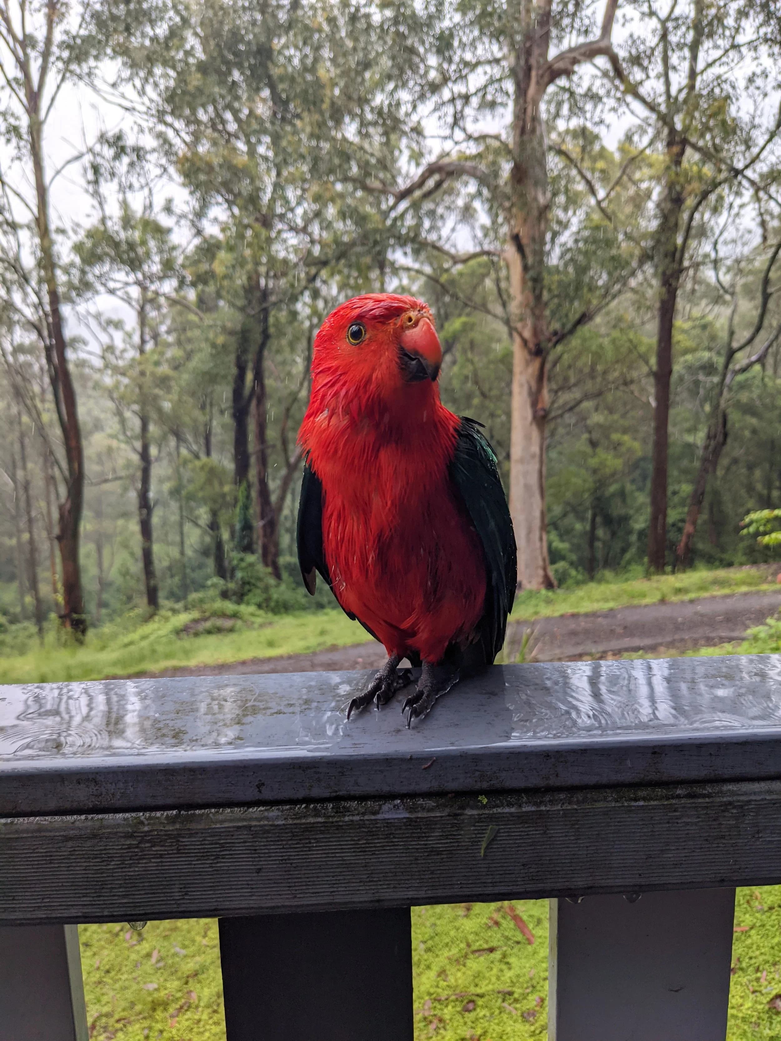 Barrington Tops bushland landscape