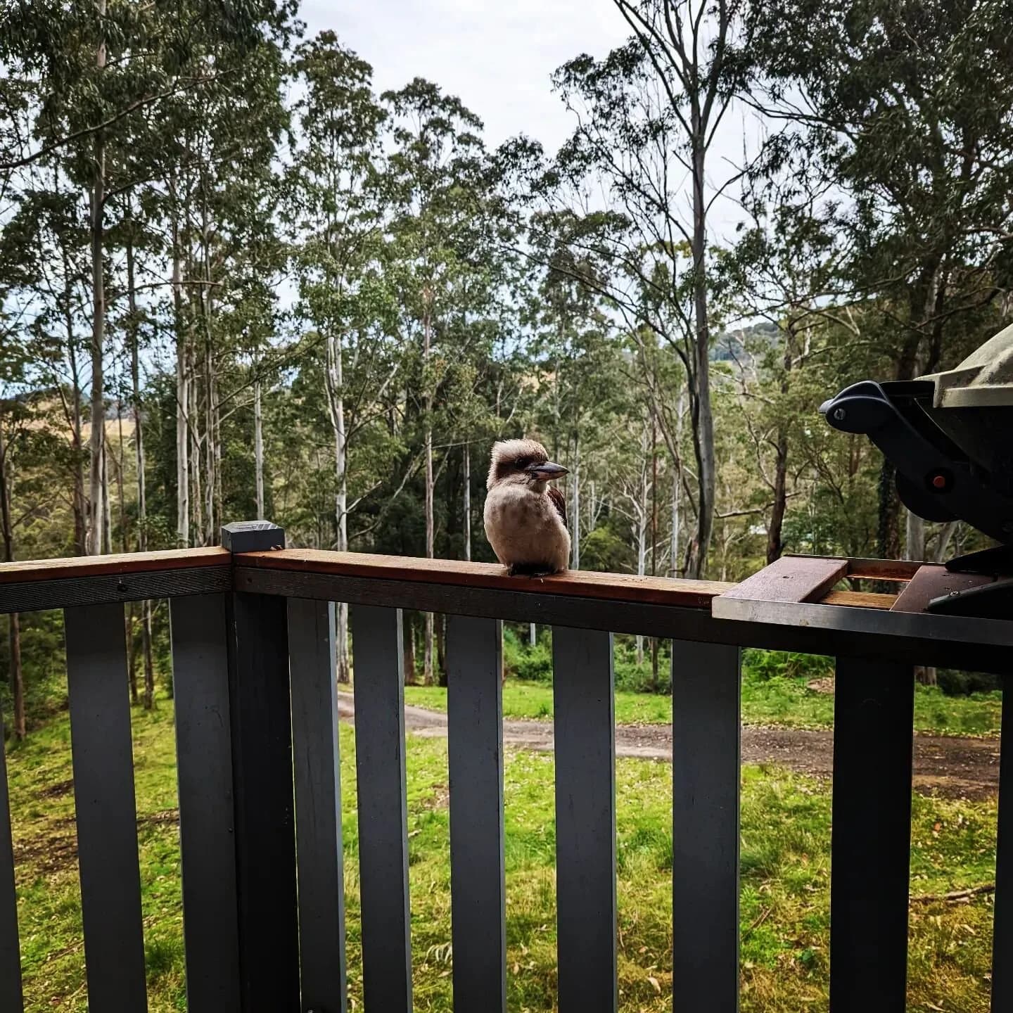 Wildlife encounter on the property