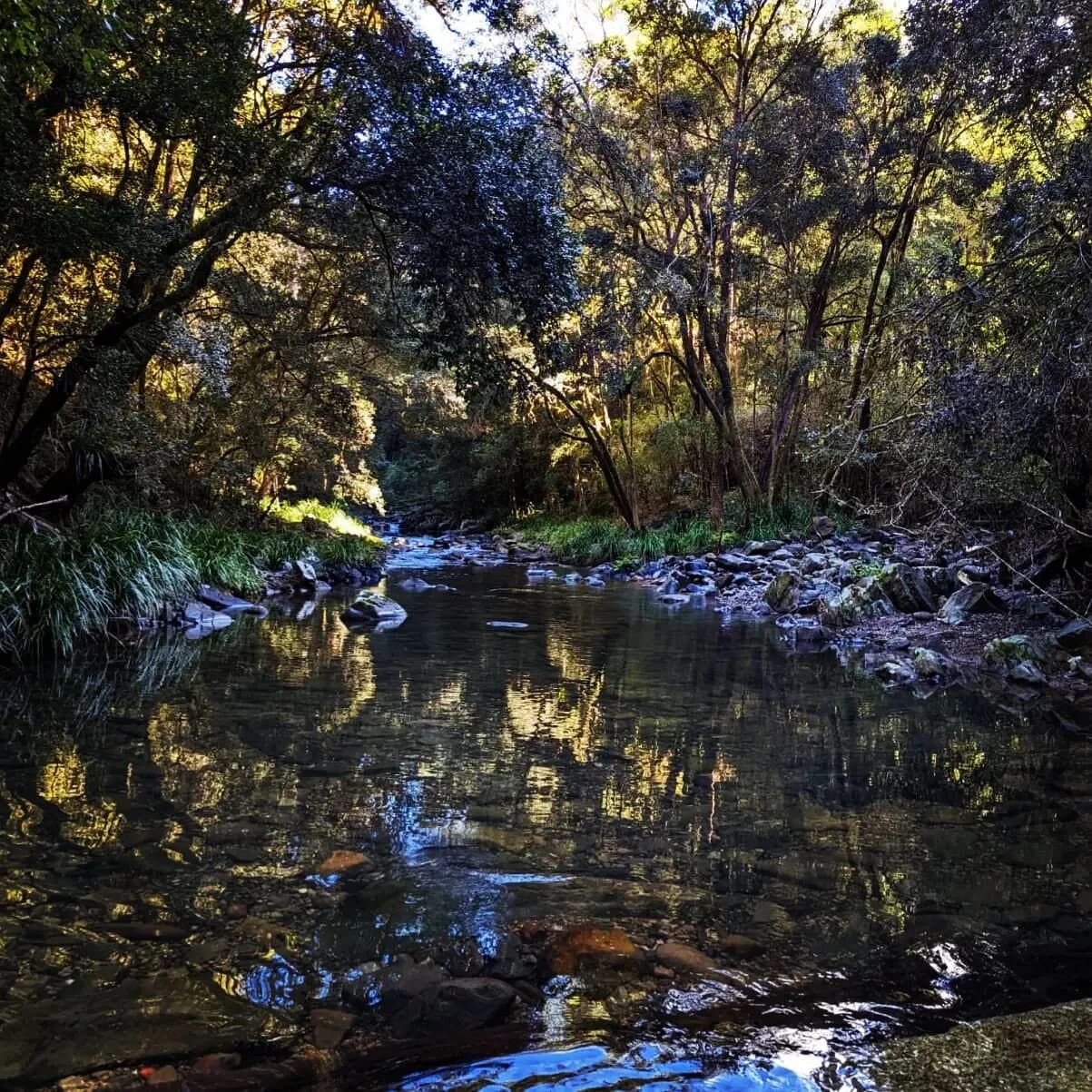 Native wildlife on the property grounds