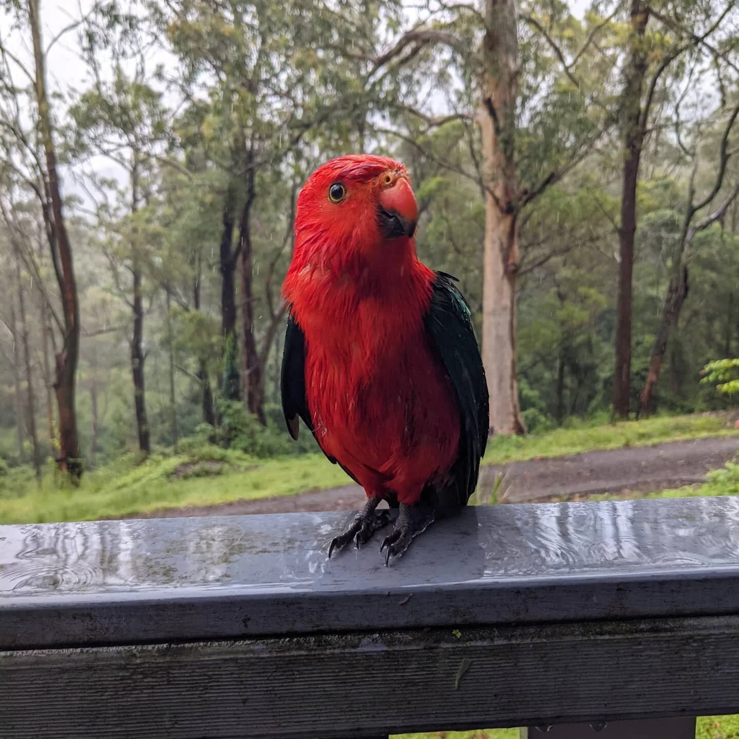 Native bird on the property